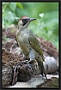 Groene Specht, European Green Woodpecker, Picus viridis Location: Twente. the Netherlands Groene Specht MG 2306 kopie